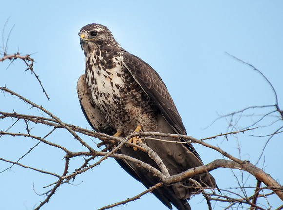 Perching Hawk