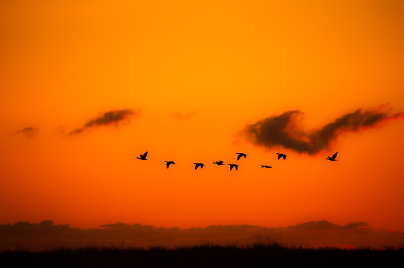 Ducks a l'Orange