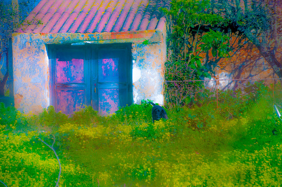 Dogs Dream In Color