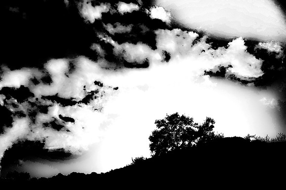 Black Walnut