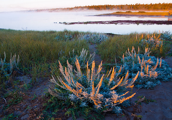 Pink Salt Marsh
