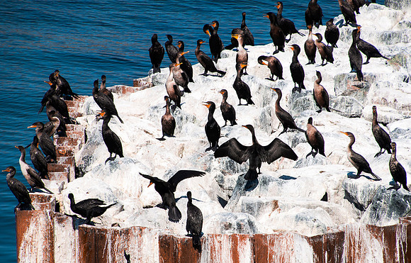 Cormorant Convention