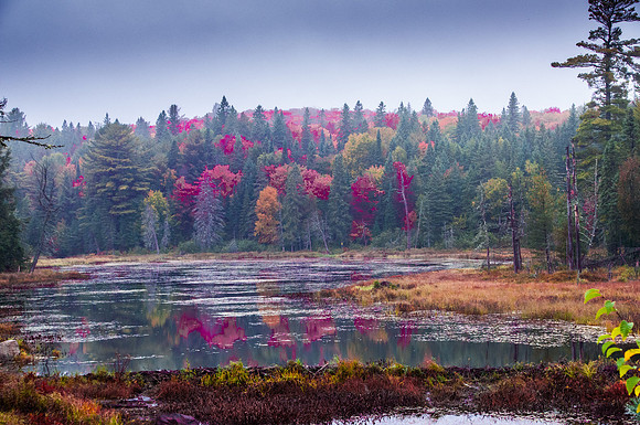 Whimsy Pond