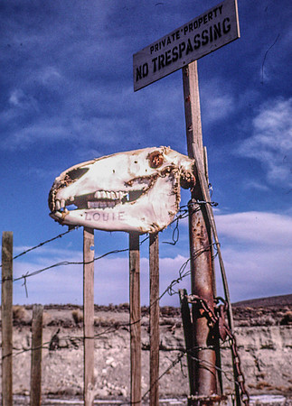 animal skull