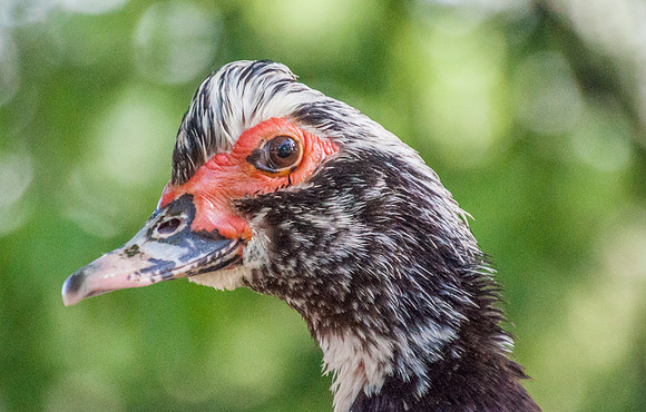 duck