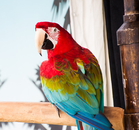 Parrot Series, #3