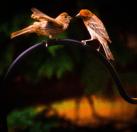 Purple Finch with juvenile, #2