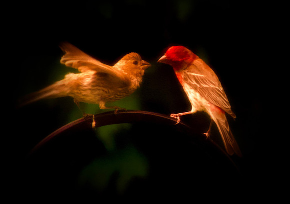 Purple Finch with juvenile, #1