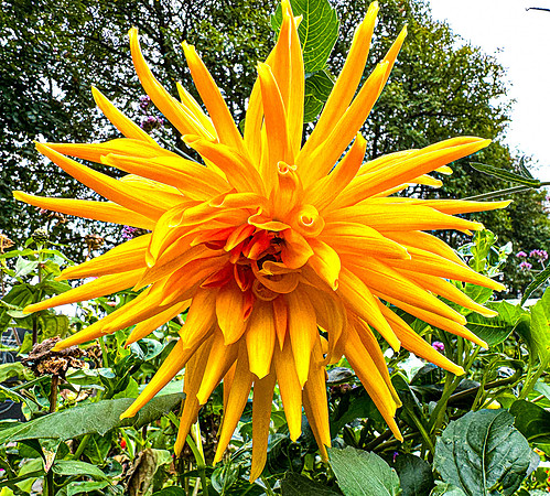Cactus Dahlia