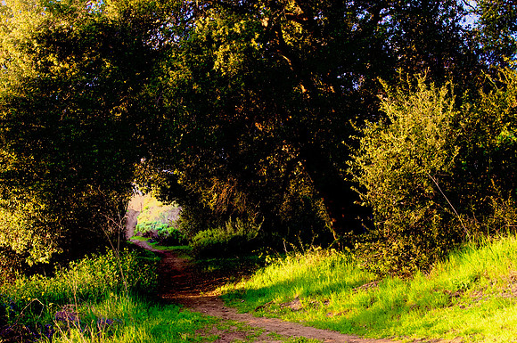 The Middle Way (The Eightfold Path)
