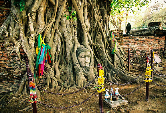 Bodhi Tree Ayutthaya, Buddha head