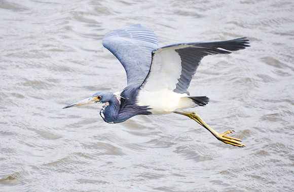 Great Blue Heron, Birds of the Wetlands, Creole Nature Trail