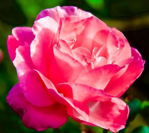 A Rose from Barnangen's Garden