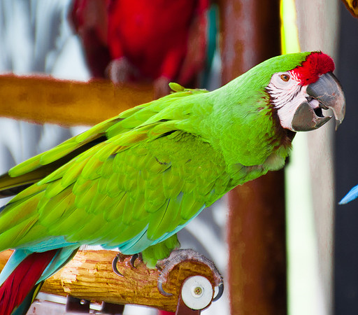 Parrot Series, #4