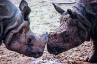 Animals